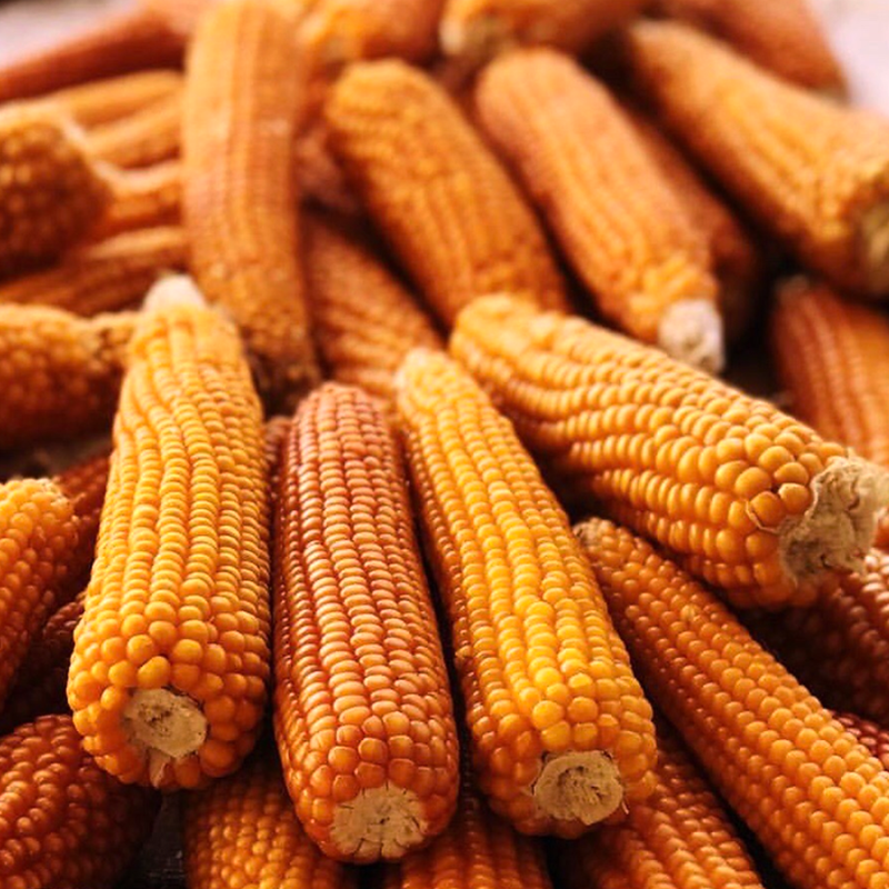 Mısır Unu 1 Kg